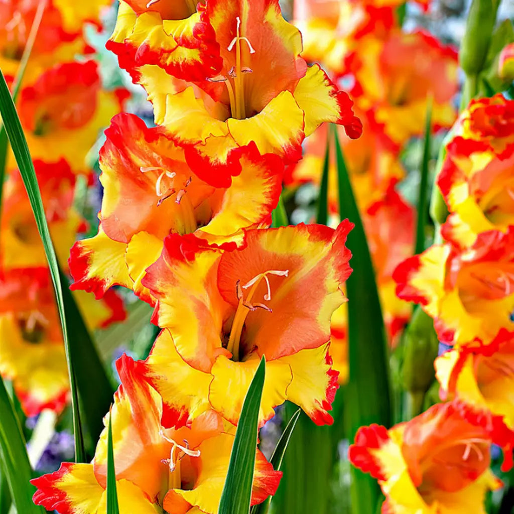 Bulbi de Gladiole "Princess Margareth Rose", 7 Bucati