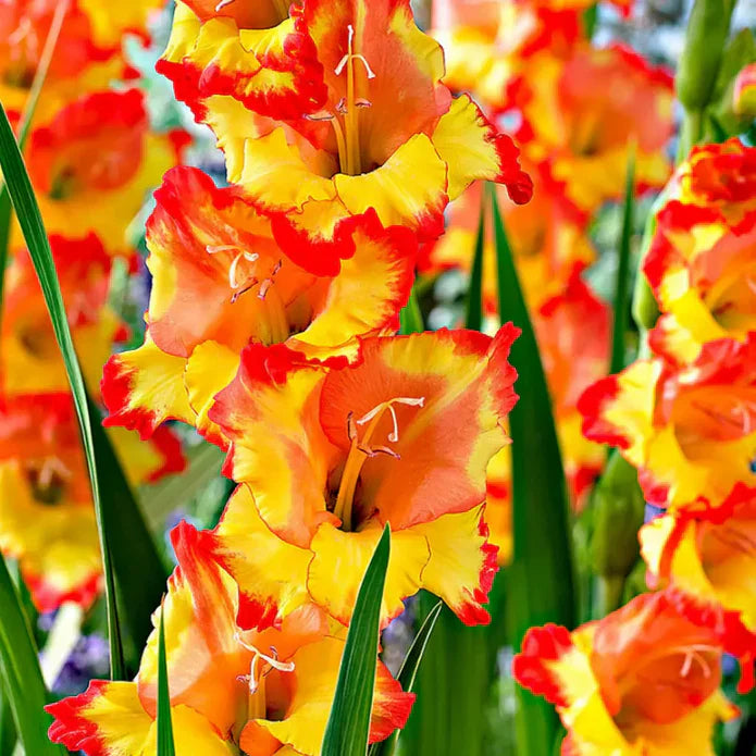 Bulbi Gladiole - Pachet Promotional Mixt - 200 buc