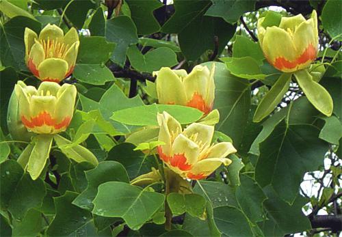 Arborele de Lalea, ''Liriodendron tulipifera''  1 Bucata