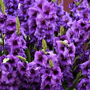 Bulbi de Gladiole "Purple Flora", 7 Bucati