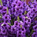 Bulbi Gladiole - Purple Flora - 5 buc