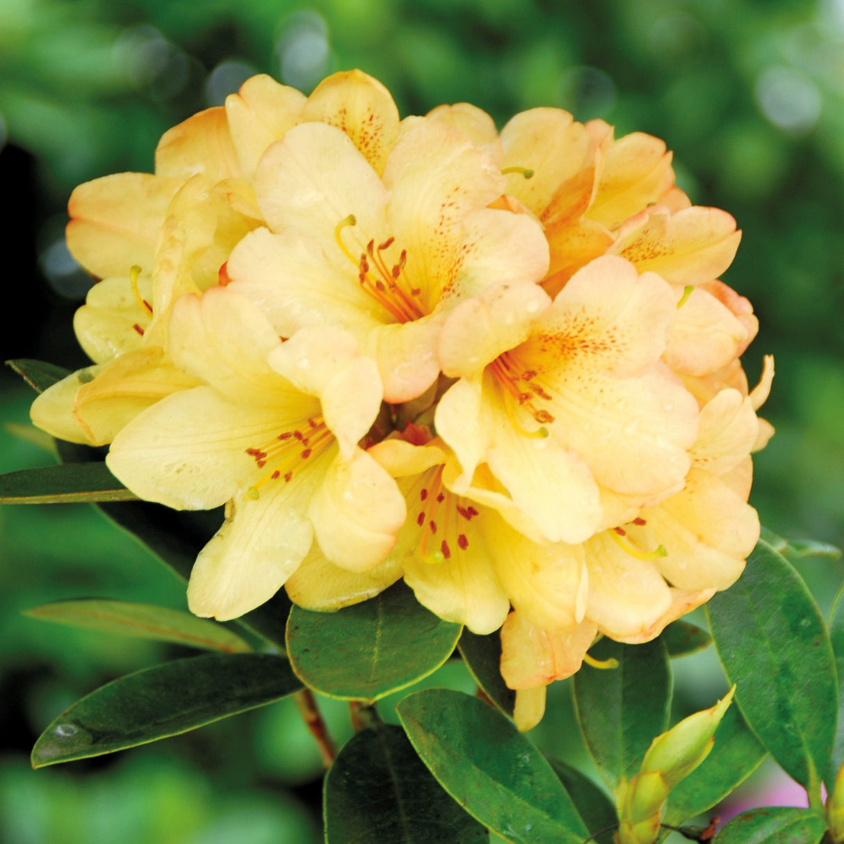 Rhododendron "Moon Fire",la Ghiveci, 1 Bucata