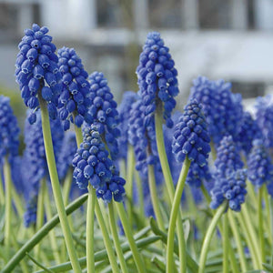 Bulbi de Muscari "Blue Spike", 5 Bucati