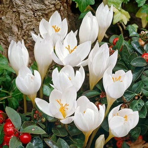 Branduse de Toamna "Colchicum Autumnale Album", 1 Bucata