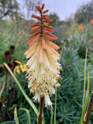 Bulbi de Kniphofia "Toffee Nosed", Crinul Faclie, 1 Bucata