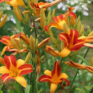 Bulbi de Hemerocallis "Frans Hals", Crin Salbatic, 1 Bucata