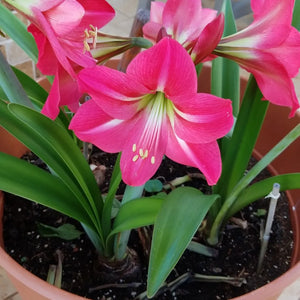 Bulbi de Amaryllis "Neon", 1 Bucata