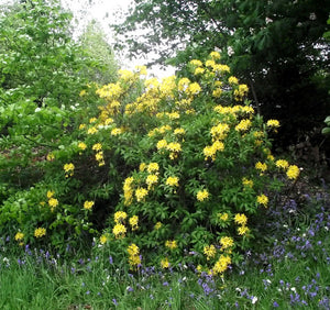 Rhododendron "Moon Fire",la Ghiveci, 1 Bucata