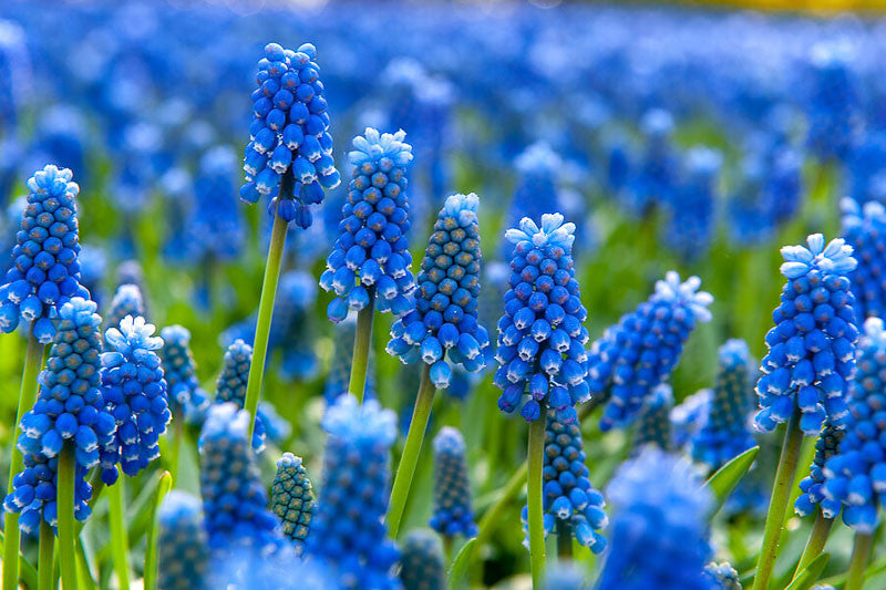 Bulbi de Muscari "Armeniacum", 5 Bucati