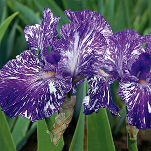 Bulbi de Iris Germanica "Batik", 1 Bucata