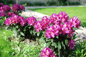 Rhododendron "Libretto",la Ghiveci, 1 Bucata