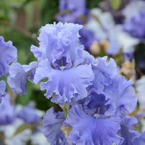 Bulbi de Iris Germanica "Sea Double", 1 Bucata