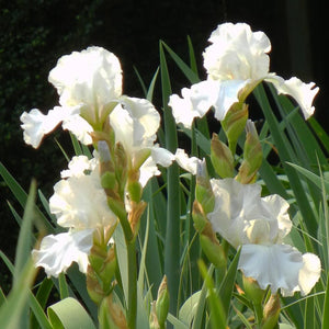 Bulbi de Iris Germanica "Ensata Gold Bound", 1 Bucata