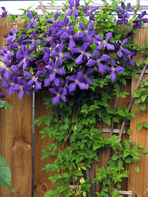 Clematis "Jackmanii" la Ghiveci, 1 Bucata