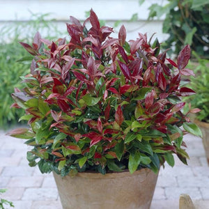 Leucothoe Kiscien Zeblid,1 Bucata