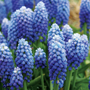 Bulbi de Muscari "Ocean Magic", 5 Bucati