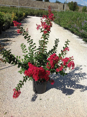 Liliac indian "Lagerstroemia Indica Coccinea Rosso", la Ghiveci de 10L, 150 cm, 1 Bucata