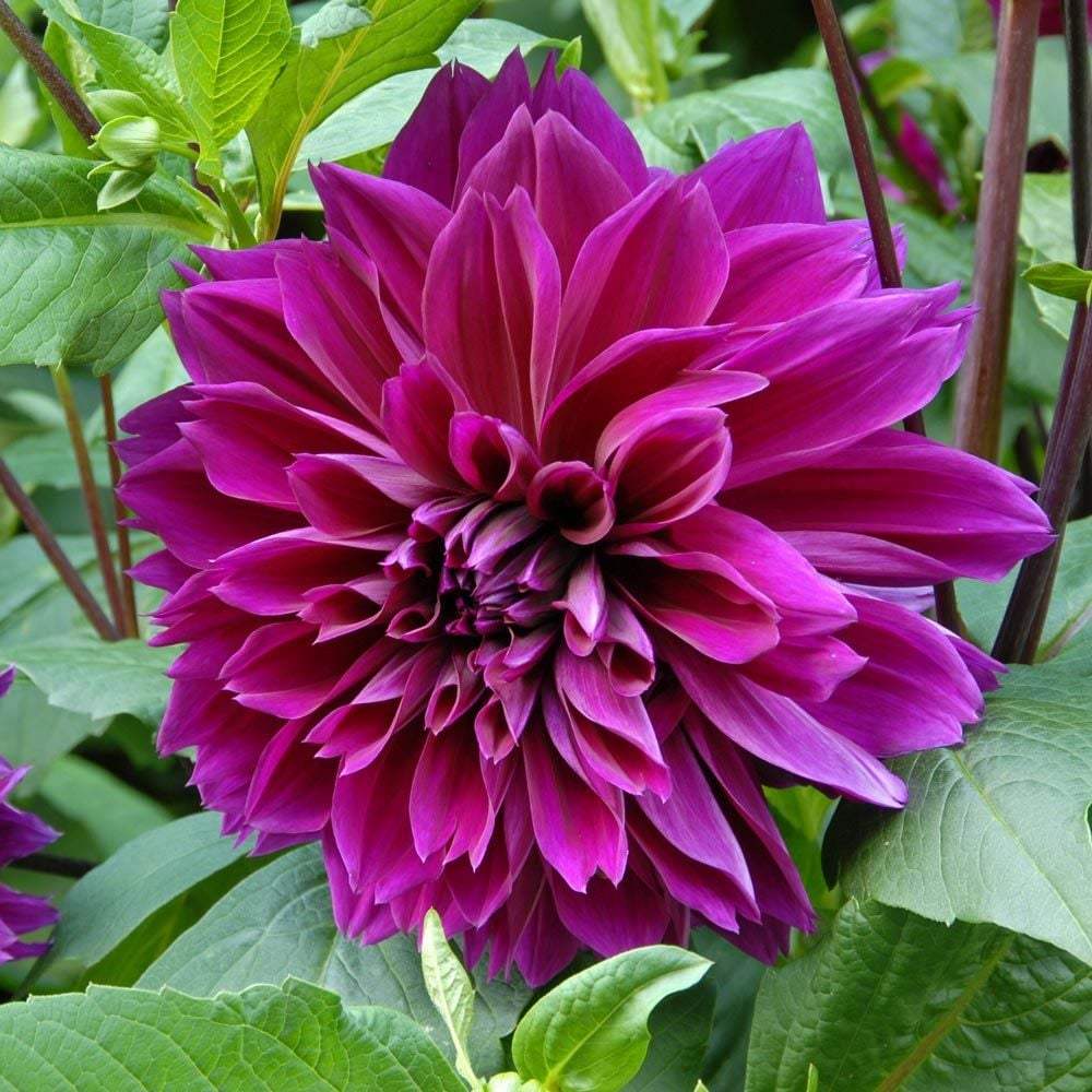 27357_5f4f6ad4-0b53-4f9f-af36-b9e8f3da0fea - Fitza Florilor
