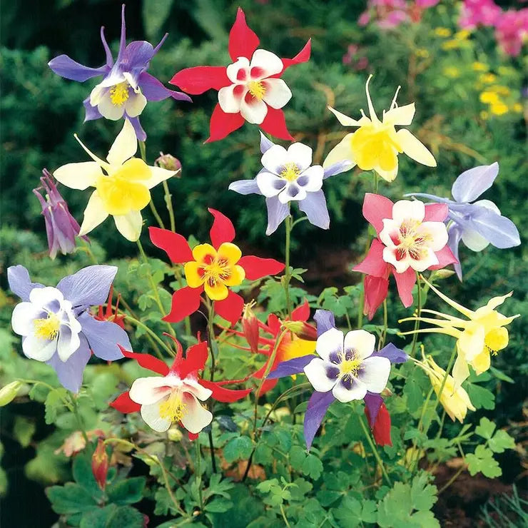 Bulbi de Caldaruse Aquilegia "McKanna Hybrids", Culori Mixt Premium, 10 bucati