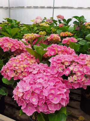 Hortensia Macrophylla, Roz, la Ghiveci de 3L, 1 Bucata