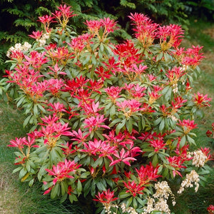 Pieris Japonica la Ghiveci de 3 litri, 1 Bucata