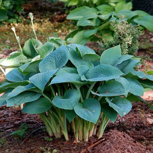 Bulbi de Hosta "True Blue", 1 Bucata