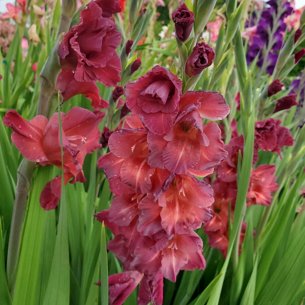 Bulbi de Gladiole "Chocolate", 7 Bucati