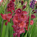 Bulbi Gladiole - Chocolate - 5 buc