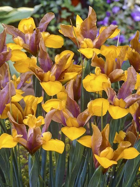 Bulbi Iris - Bronze Queen - 3 buc