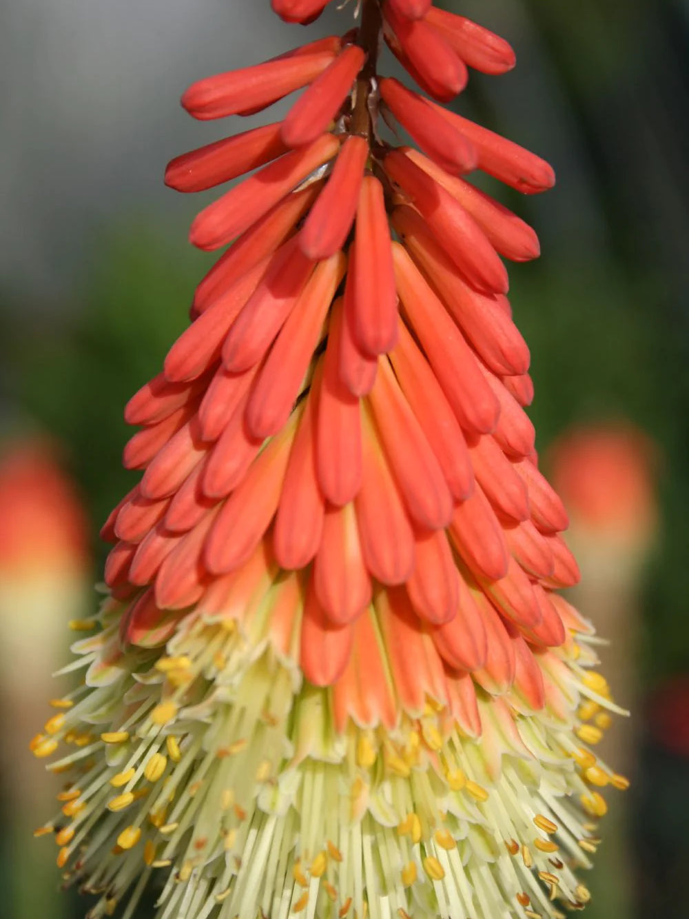 Bulbi de Kniphofia "Royal Standard", Crinul Faclie, 1 Bucata la ghiveci