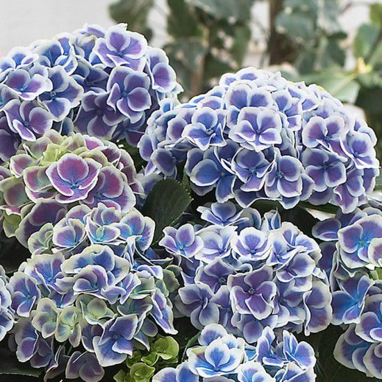 Hortensia Bicolor "Bavaria", la Ghiveci de 3L, 1 Bucata