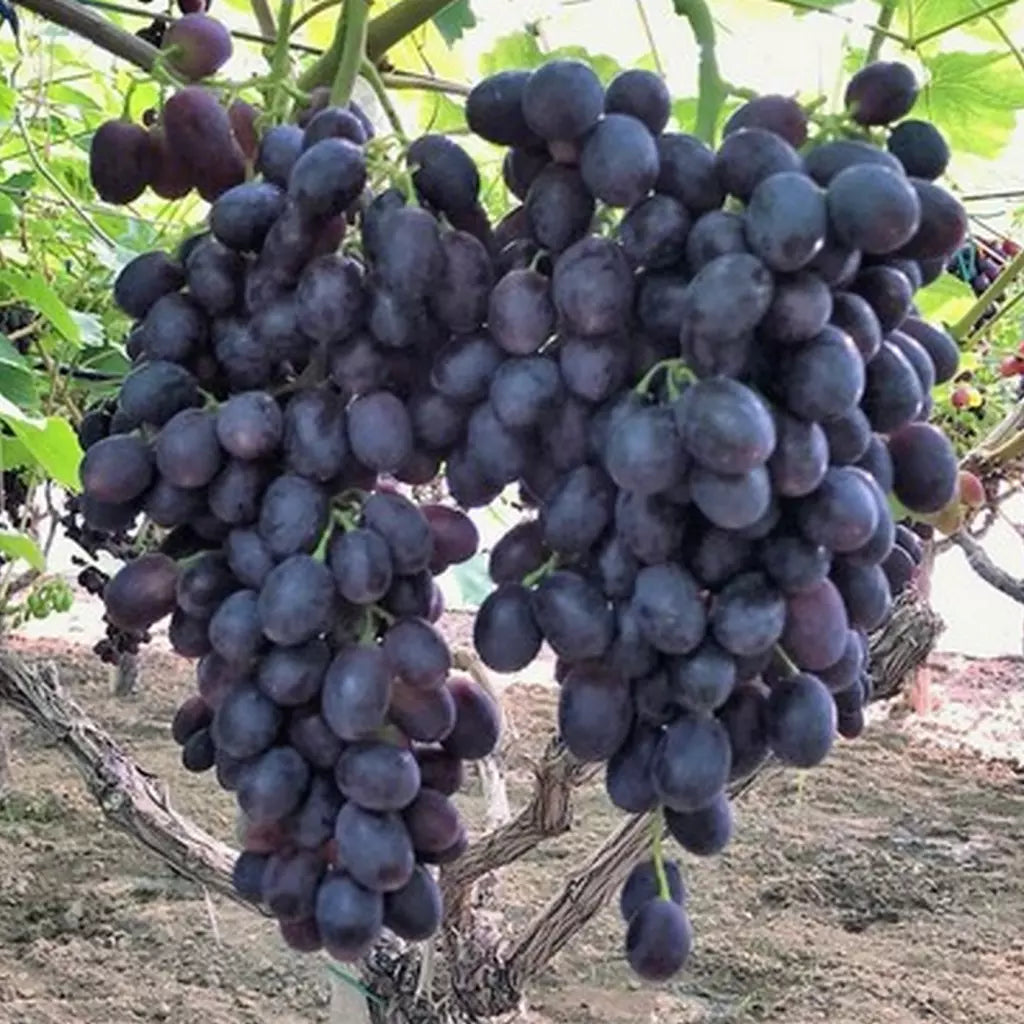 Butaș Viță de Vie de Masă "Black Magic", 1 Bucată