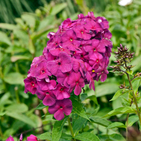 Bulbi Phlox - Nicky I - Brumarele - 2 Bucăți