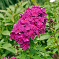 Bulbi Phlox - Nicky I - Brumarele - 2 Bucăți