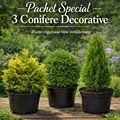 Pachet Special - 3 Conifere