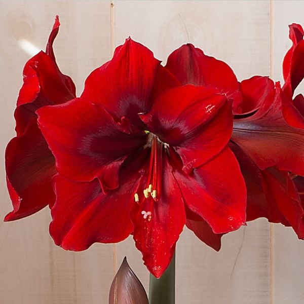 Bulbi de Amaryllis "Red Cream", 1 Bucata