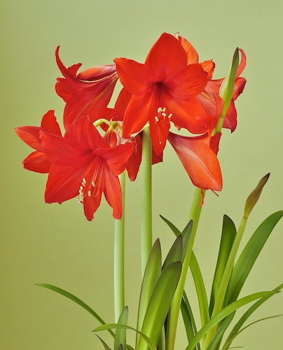 Bulbi de Amaryllis "Red Garden", 1 Bucata