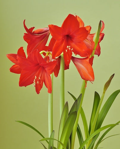 Bulbi de Amaryllis Red Garden - 1 bucata / pachet