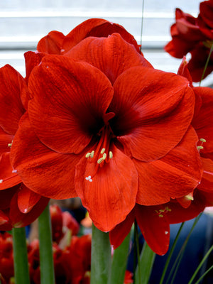 Bulbi de Amaryllis "Ferrari", 1 Bucata