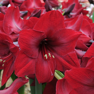 Bulbi de Amaryllis "Red Reality", 1 Bucata