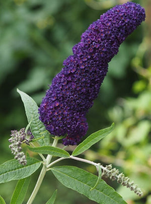 Liliac de Vara "Buddleja Davidii", Mov, la Ghiveci de 3L, 1 Bucata