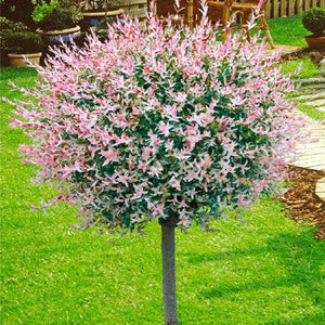 Salix Integra Hakuro-Nishiki la Ghiveci de 6 litri,200 cm  1 Bucata