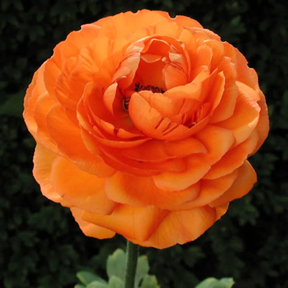 Bulbi de Ranunculus - Portocaliu - 5 buc