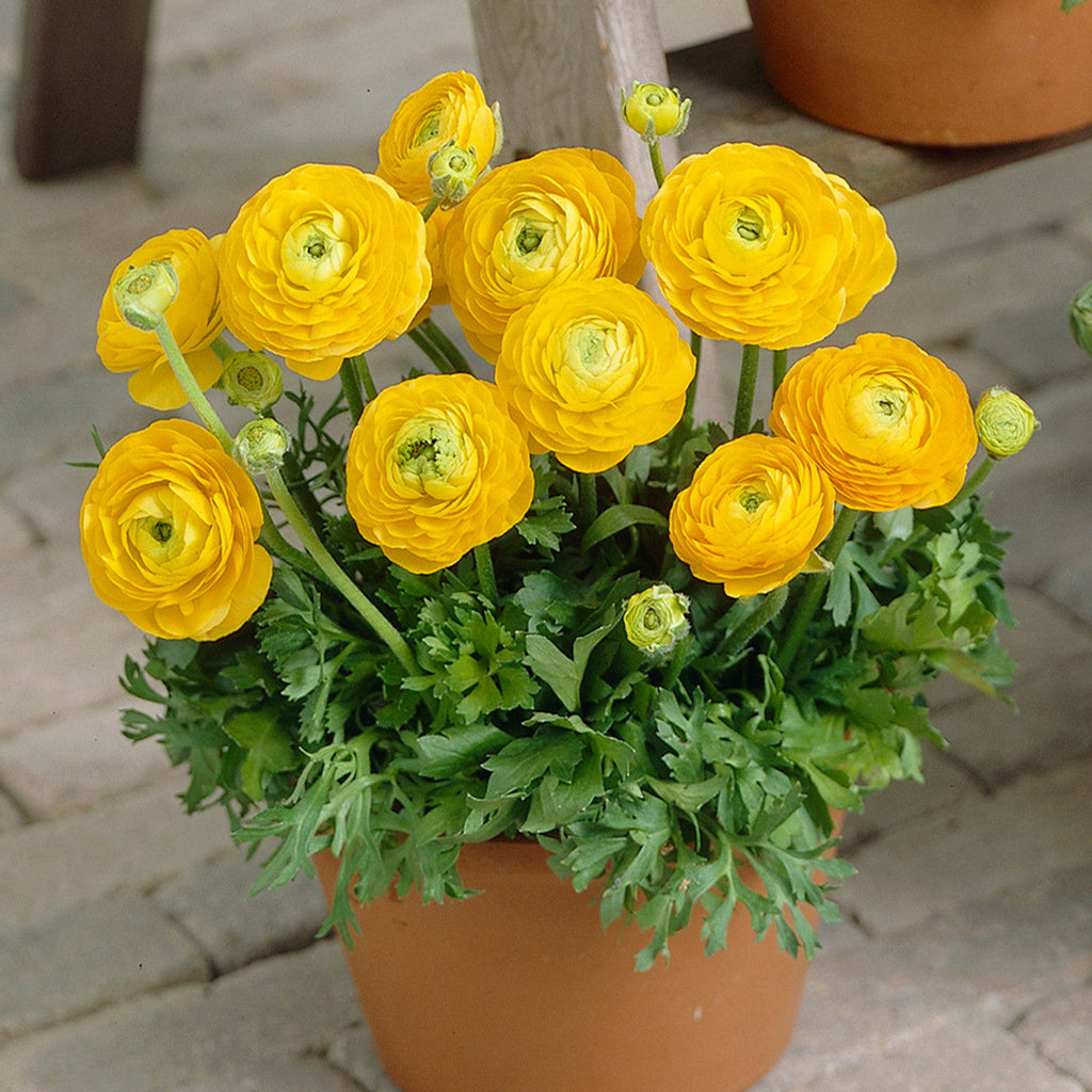 Bulbi de Ranunculus - Galben - 5 buc