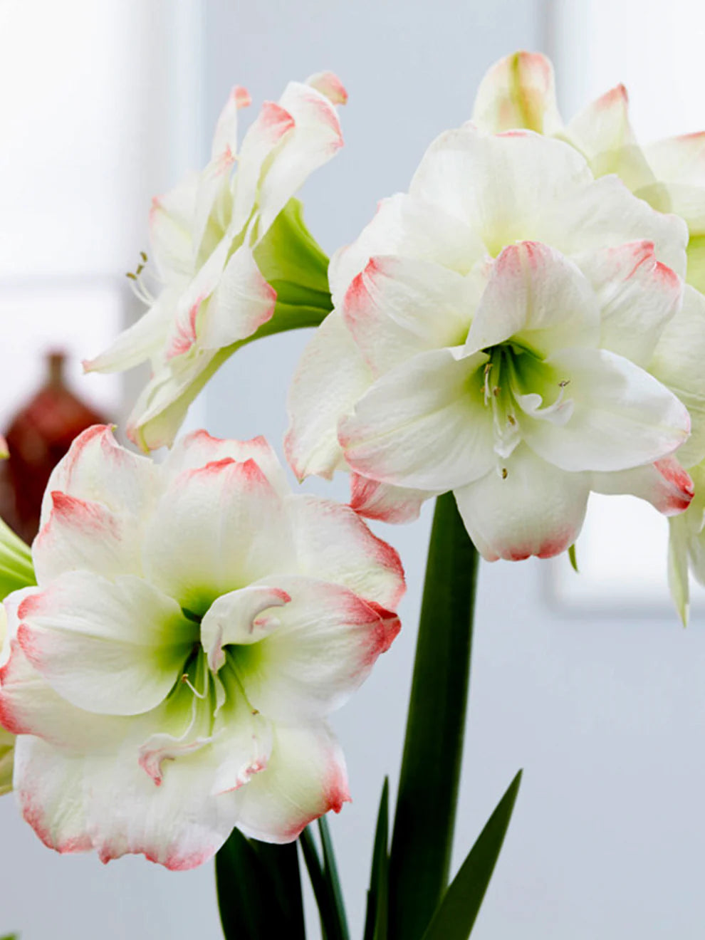 Bulbi de Amaryllis "Amadeus Candy", 1 Bucata