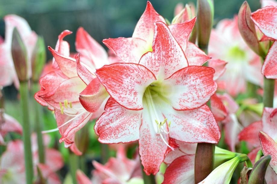 Bulbi de Amaryllis "Spotlight", 1 Bucata