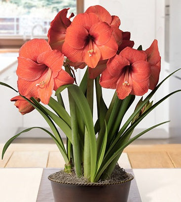 Bulbi de Amaryllis "Happy Garden", 1 Bucata