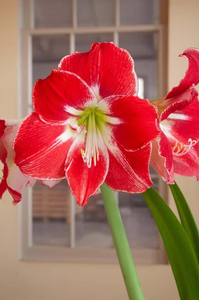 Bulbi de Amaryllis "Silver Dream", 1 Bucata