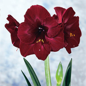 Bulbi de Amaryllis "Read Pearl", 1 Bucata