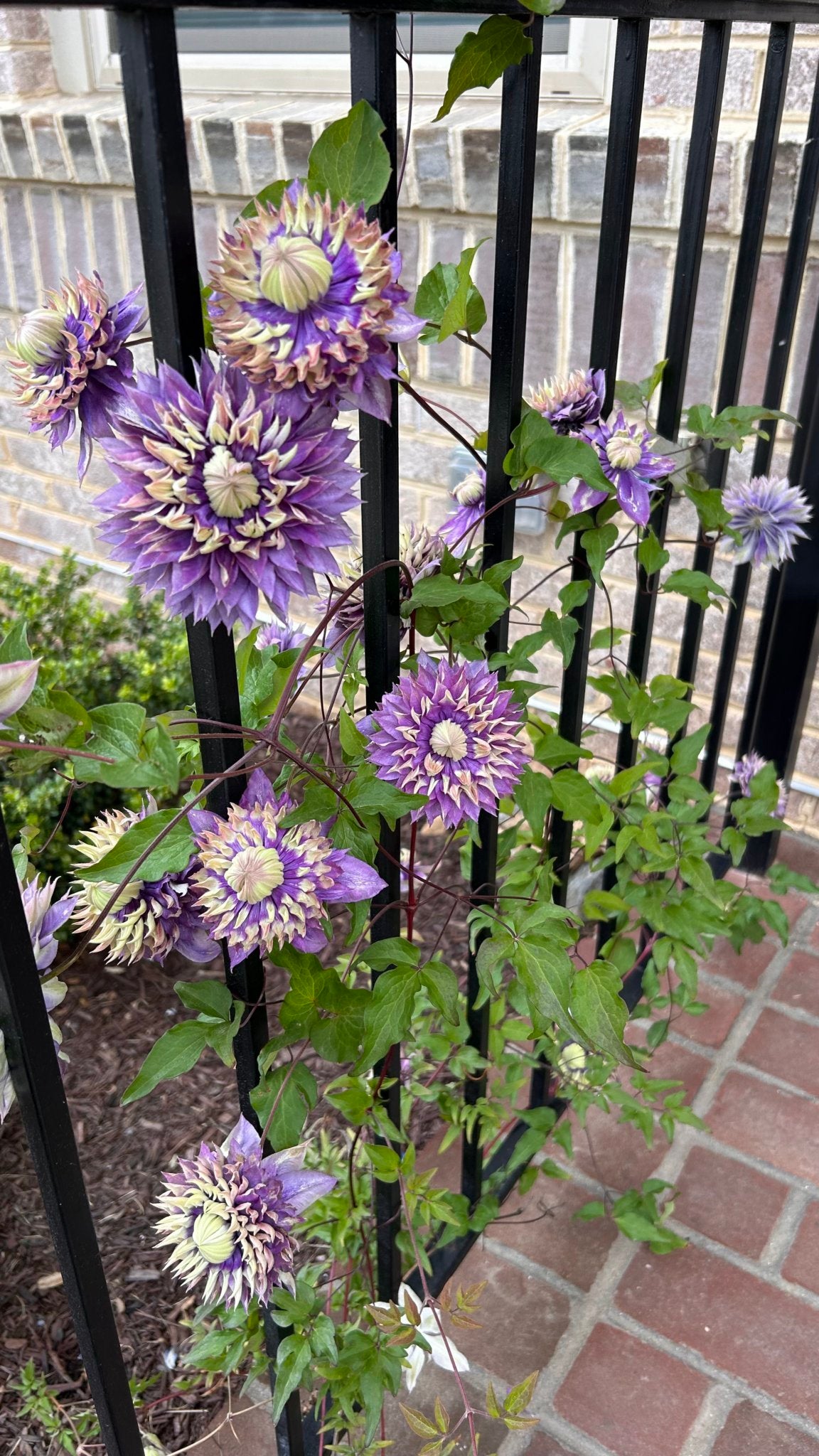 Clematis "Taiga" la Ghiveci, 1 Bucata